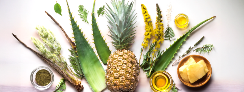aloe, tarassaco, ananas, ginseng, tè verde e integratori per benessere e vitalità