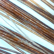 struttura capello microcamera