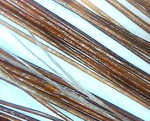 struttura capello microcamera